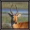 Antelope