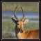 Other Antelope