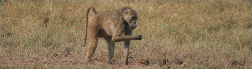 Yellow Baboon - Kafue National Park
