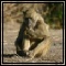 Baboon