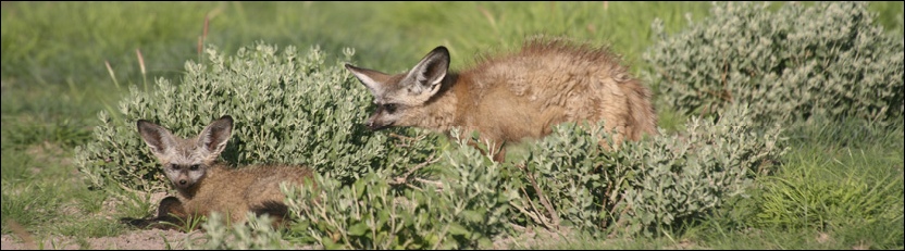 Bat-eared Fox - Central Kalahari Game Reserve