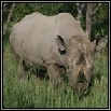 Black Rhino