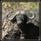 Buffalo