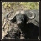 Buffalo