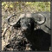 Buffalo