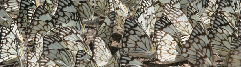 Brown-veined White Butterfly