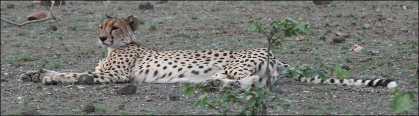 Cheetah - Tuli Safari Lodge