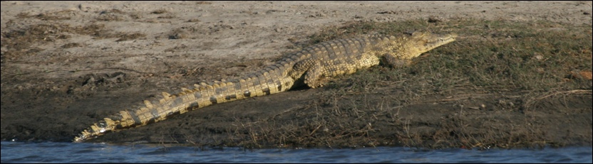 Nile Crocodile - Chobe National Park