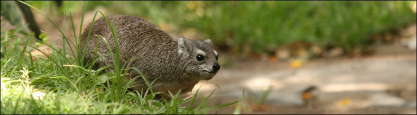Dassie - Tuli Safari Lodge