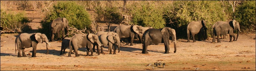 Elephant - Chobe National Park