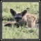 Bat-eared Fox