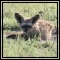 Bat-eared Fox