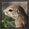 Ground Squirrel