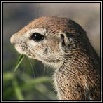 Ground Squirrel