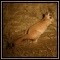 Hares & Dassies