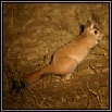 Hares, Shrews & Dassies