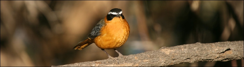 White-browed Robin-chat - Limpopo River Lodge