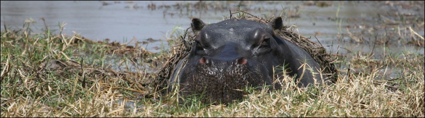 Hippo - Camp Dizhaana