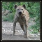 Hyenas