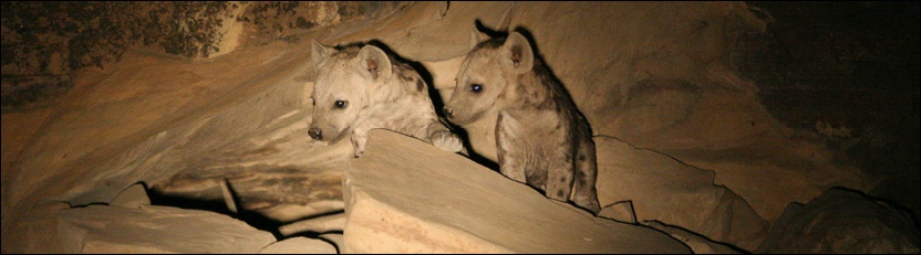 Spotted Hyena - Tuli Safari Lodge
