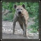 Hyenas
