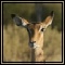 Impala