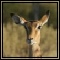 Impala