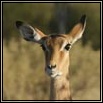 Impala