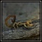 Insects & Reptiles