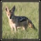 Blackbacked Jackal