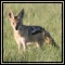 Blackbacked Jackal