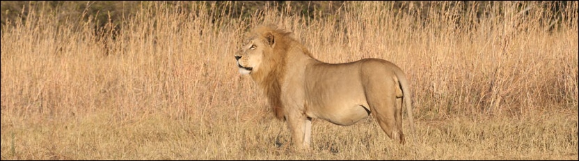 Lion - Moremi Game Reserve