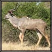 Kudu