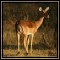 Antelope