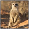 Mongeese