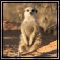 Mongeese