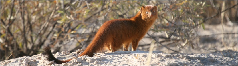 Slender Mongoose - Kgalagadi Transfrontier Park