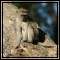 Vervet Monkey