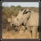 Rhinos