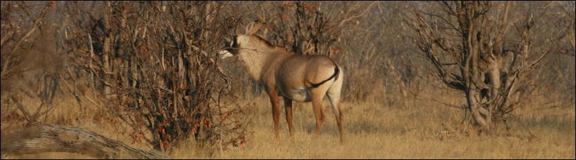 Roan - Chobe National Park
