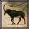 Sable & Roan