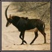 Sable & Roan