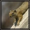 Small Mammals