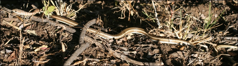 Stripe-bellied Sand Snake
