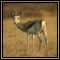 Springbok