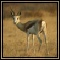 Springbok