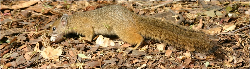 Tree Squirrel - Tuli Block