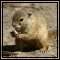 Tree Squirrel