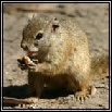 Tree Squirrel