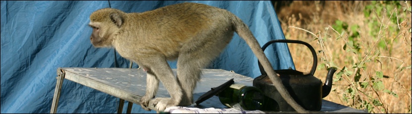 Vervet Monkey - Khwai, Moremi Game Reserve